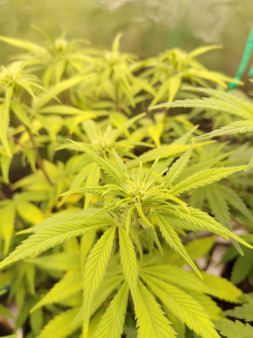 Fast Buds – LDS 25 Automatic. Week 9
