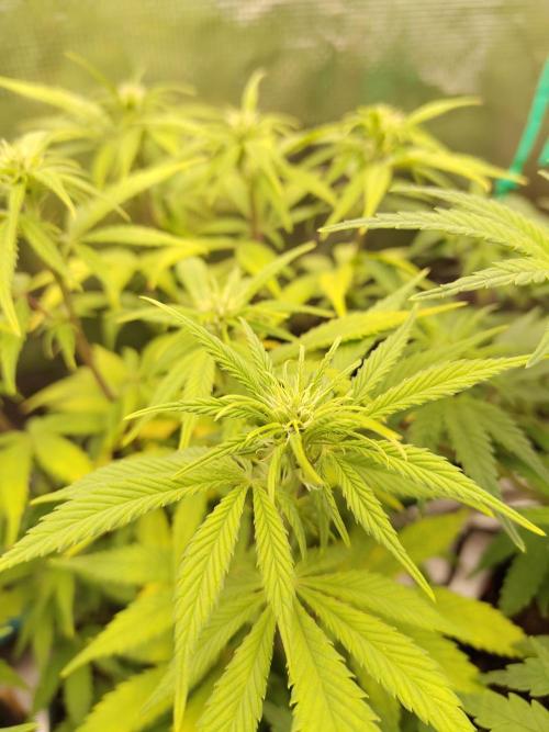 Fast Buds – LDS 25 Automatic. Week 9