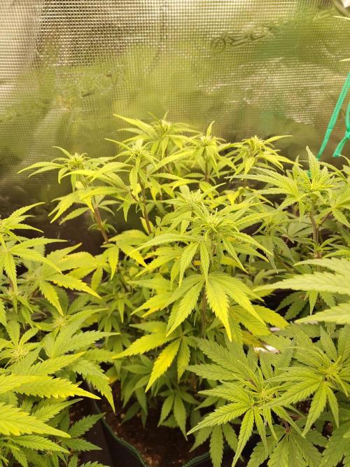 Fast Buds – LDS 25 Automatic. Week 9