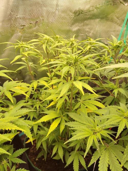 Fast Buds – LDS 25 Automatic. Week 9