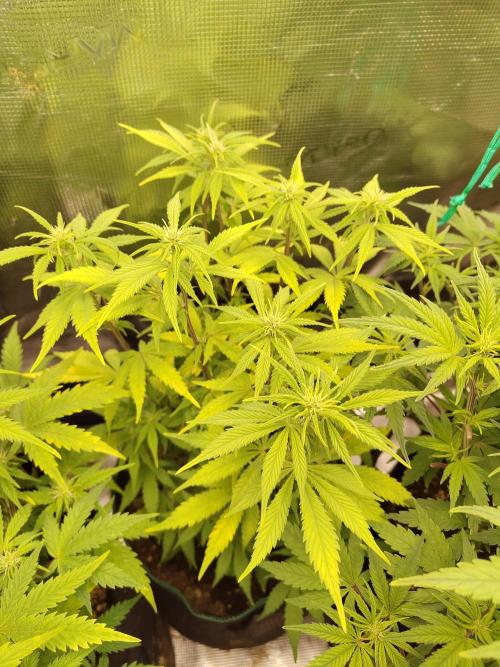 Fast Buds – LDS 25 Automatic. Week 9