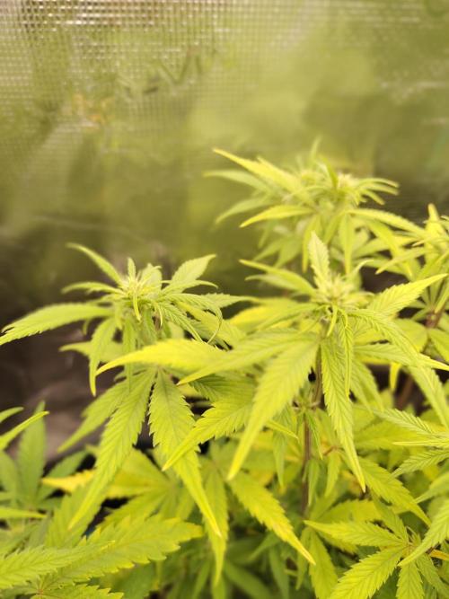 Fast Buds – LDS 25 Automatic. Week 9