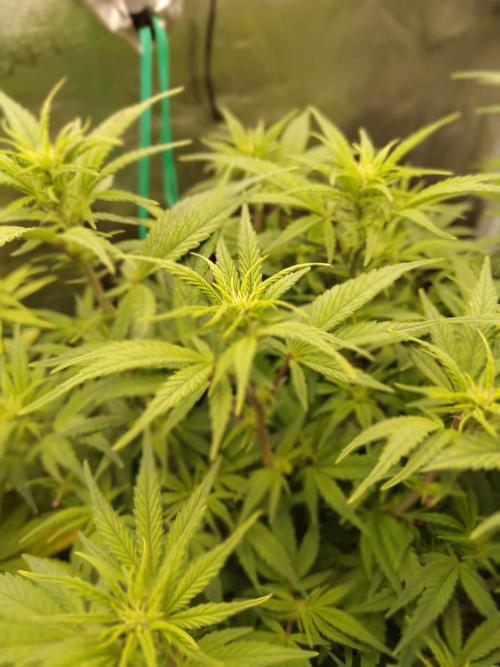 Fast Buds – Jack Herer. Week 8