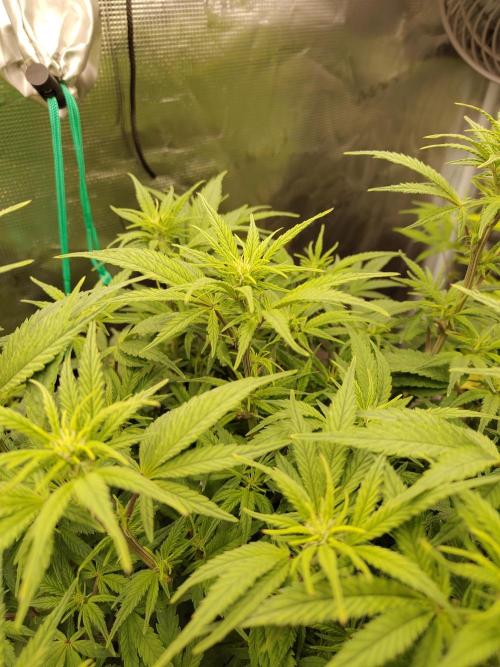 Fast Buds – Jack Herer. Week 8