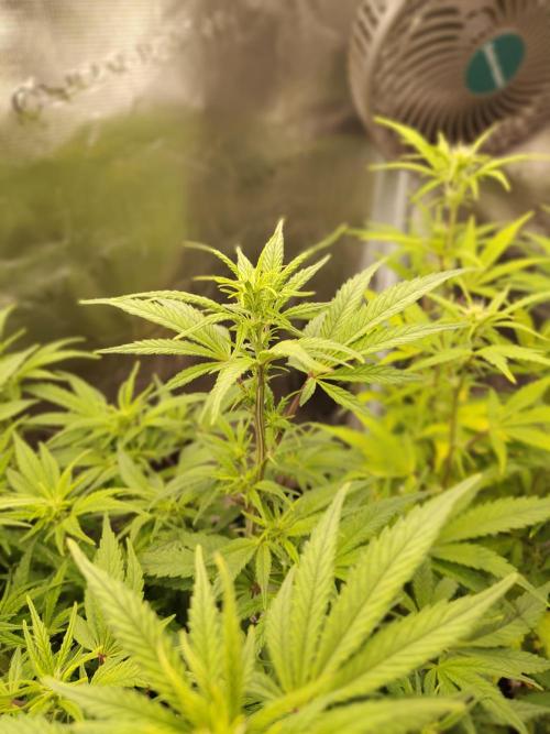 Fast Buds – Jack Herer. Week 8