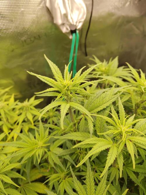 Fast Buds – Jack Herer. Week 8