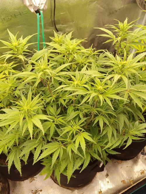 Fast Buds – Jack Herer. Week 8