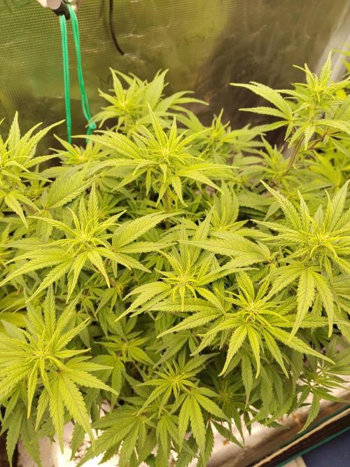 Fast Buds – Jack Herer. Week 8