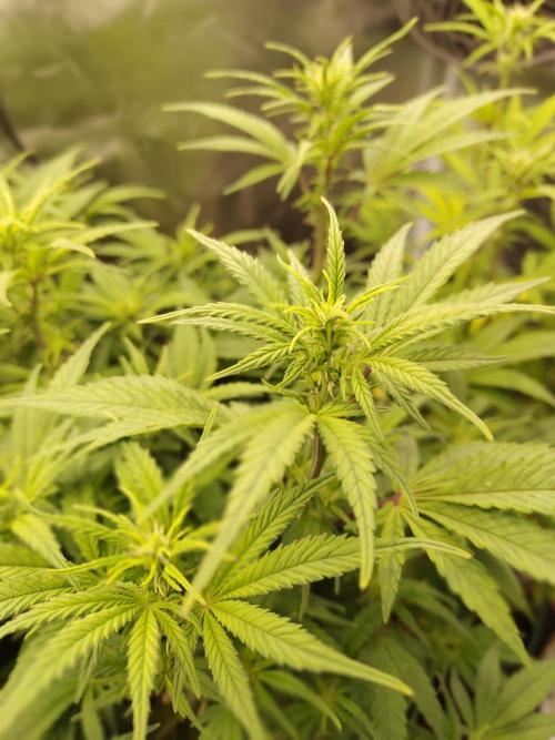 Fast Buds – Jack Herer. Week 8