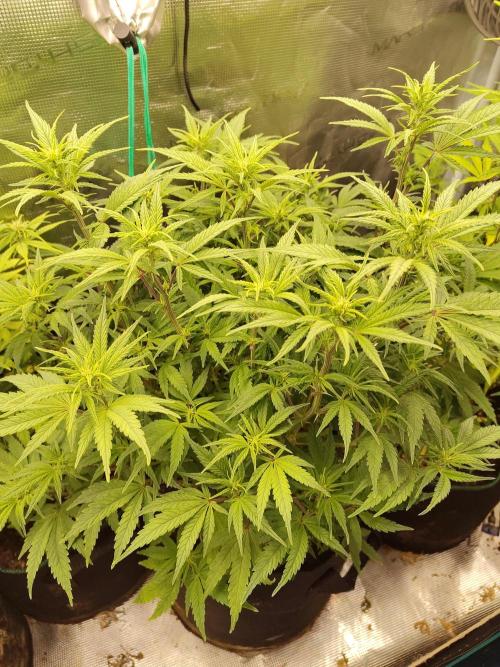 Fast Buds – Jack Herer. Week 8