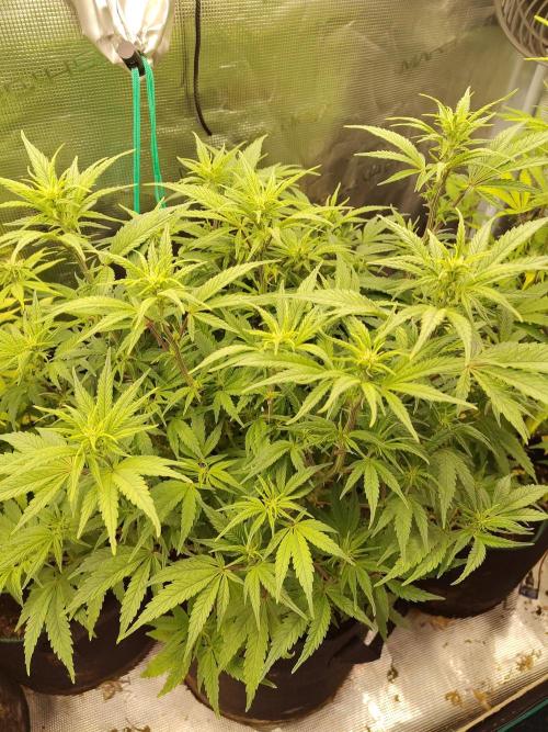 Fast Buds – Jack Herer. Week 8