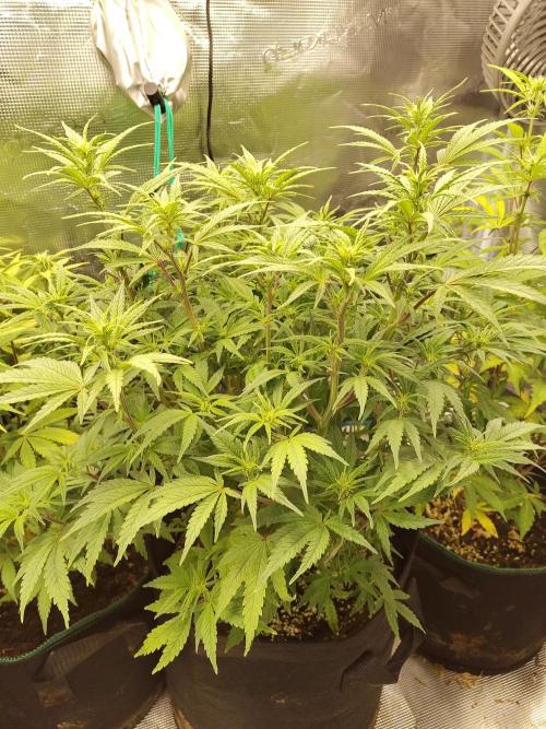 Fast Buds – Jack Herer. Week 8