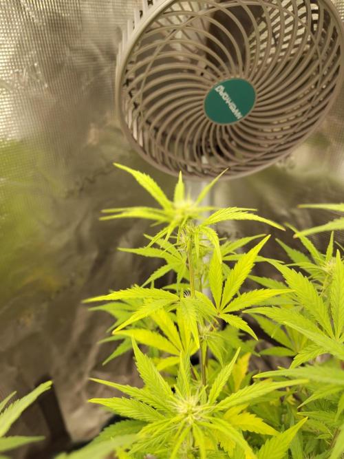 Sensi Seeds – Sticky Orange XXL Auto. Week 9