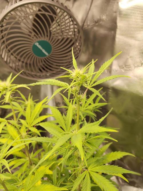 Sensi Seeds – Sticky Orange XXL Auto. Week 9