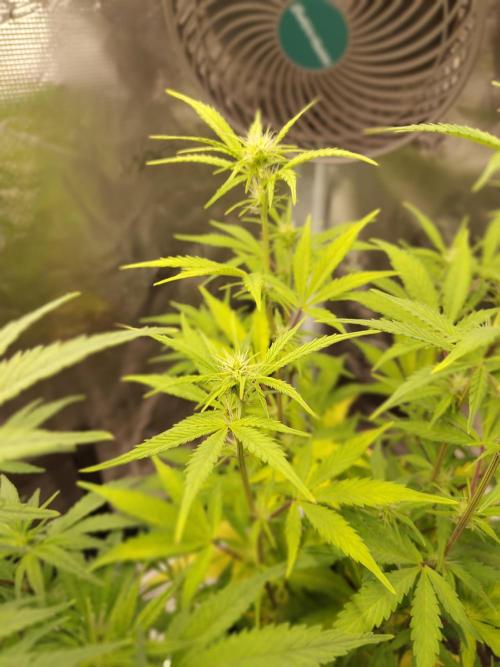 Sensi Seeds – Sticky Orange XXL Auto. Week 9