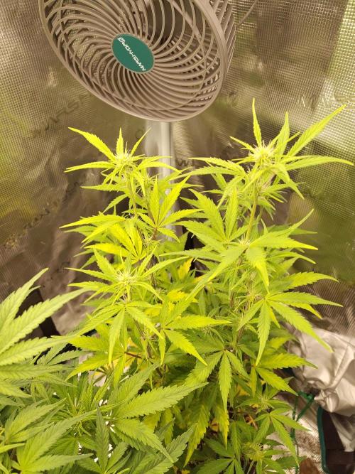 Sensi Seeds – Sticky Orange XXL Auto. Week 9