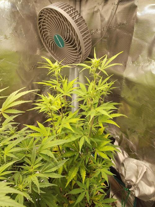Sensi Seeds – Sticky Orange XXL Auto. Week 9