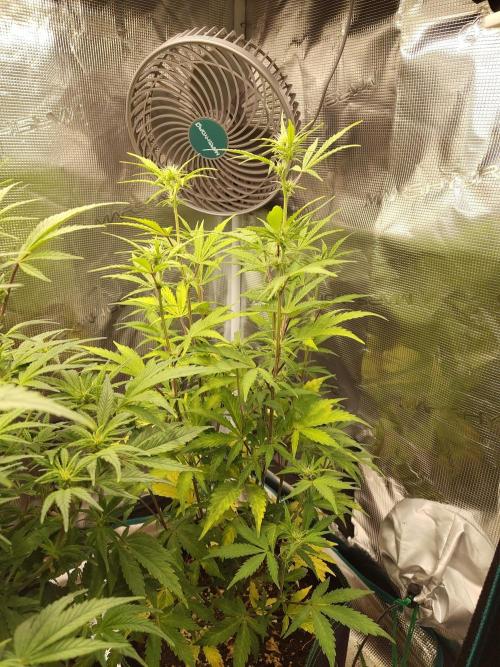 Sensi Seeds – Sticky Orange XXL Auto. Week 9