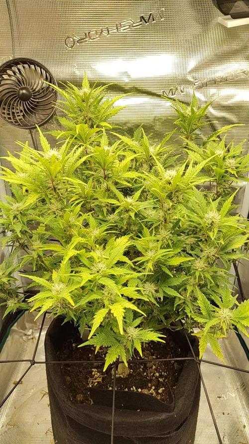 White Label White Diesel Hasze Automatic