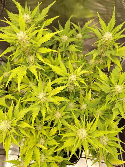 White Label White Diesel Hasze Automatic. Week 10