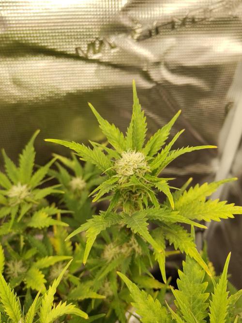 White Label White Diesel Hasze Automatic. Week 10