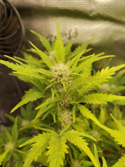 White Label White Diesel Hasze Automatic. Week 10
