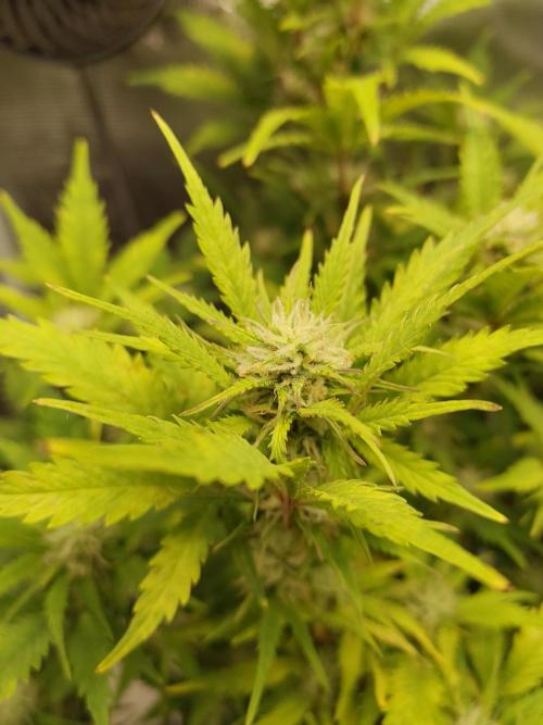 White Label White Diesel Hasze Automatic. Week 10