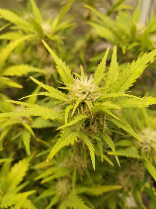 White Label White Diesel Hasze Automatic. Week 10