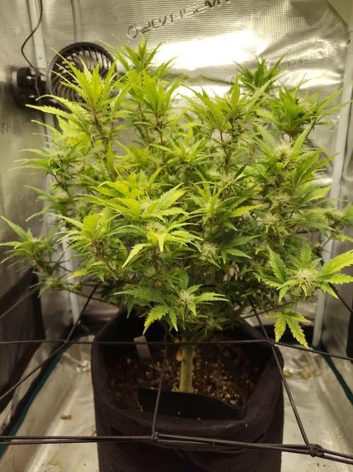 White Label White Diesel Hasze Automatic. Week 10