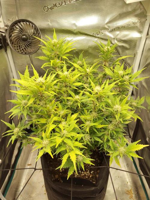 White Label White Diesel Hasze Automatic. Week 10