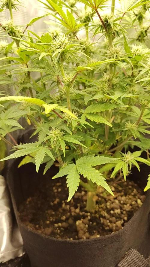 Fast Buds – Mexican Airlines