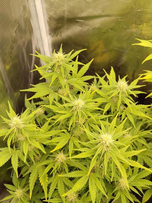 Fast Buds – Mexican Airlines. Week 9
