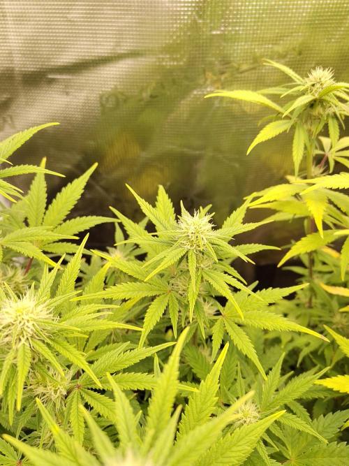 Fast Buds – Mexican Airlines. Week 9