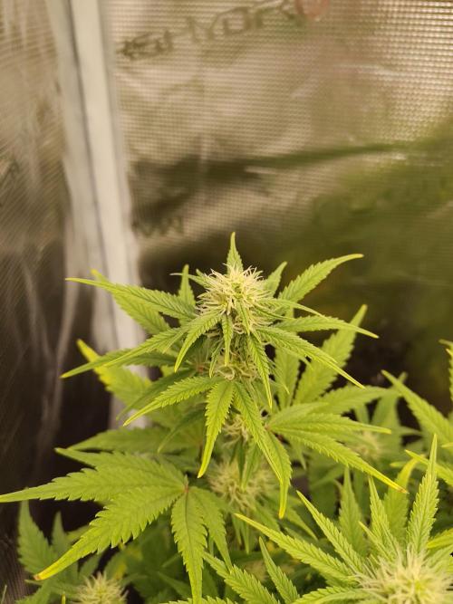 Fast Buds – Mexican Airlines. Week 9