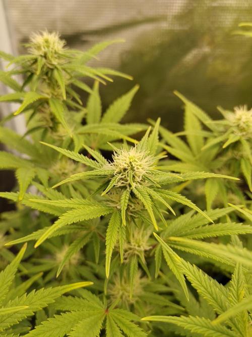 Fast Buds – Mexican Airlines. Week 9