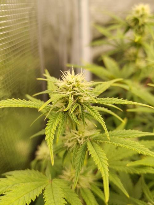 Fast Buds – Mexican Airlines. Week 9