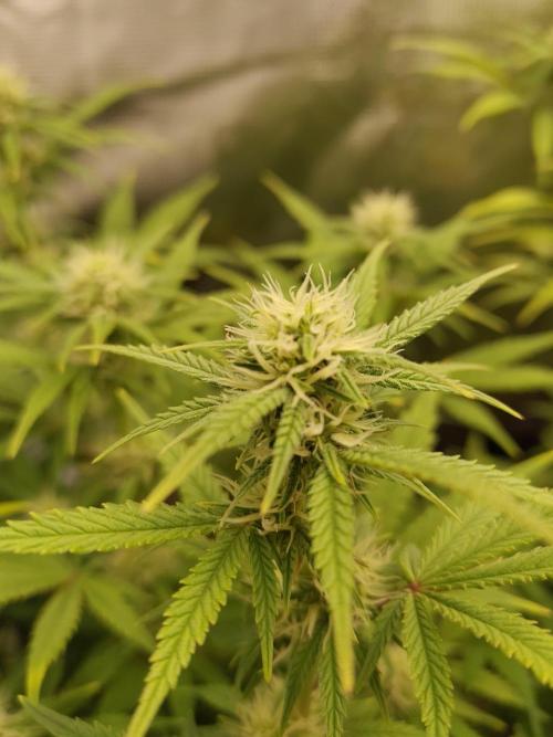 Fast Buds – Mexican Airlines. Week 9