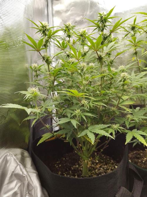 Fast Buds – Mexican Airlines. Week 9