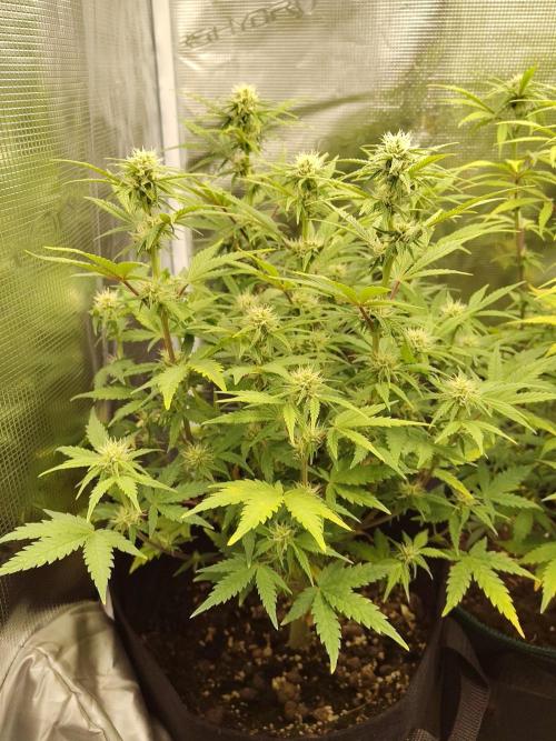 Fast Buds – Mexican Airlines. Week 9