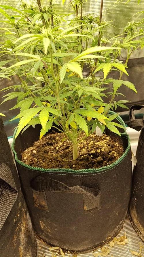 Fast Buds β LDS 25 Automatic