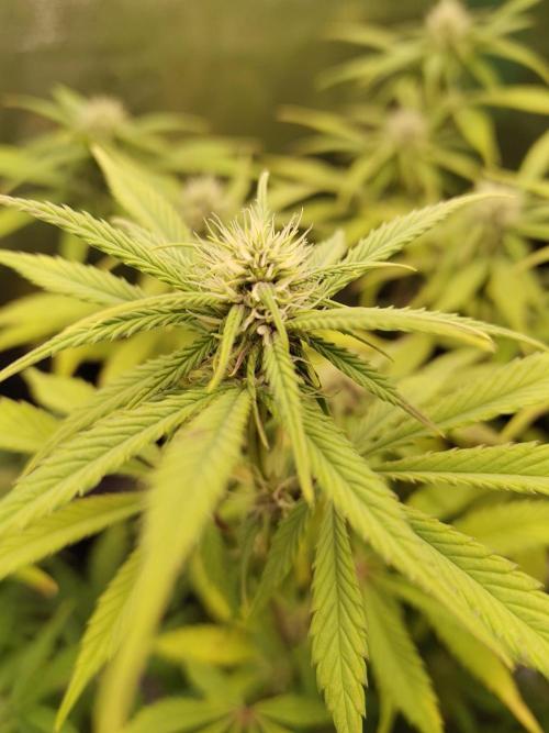 Fast Buds – LDS 25 Automatic. Week 10