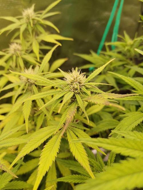 Fast Buds – LDS 25 Automatic. Week 10