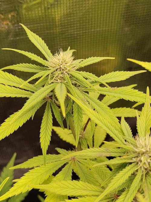 Fast Buds – LDS 25 Automatic. Week 10