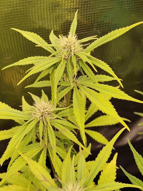 Fast Buds – LDS 25 Automatic. Week 10