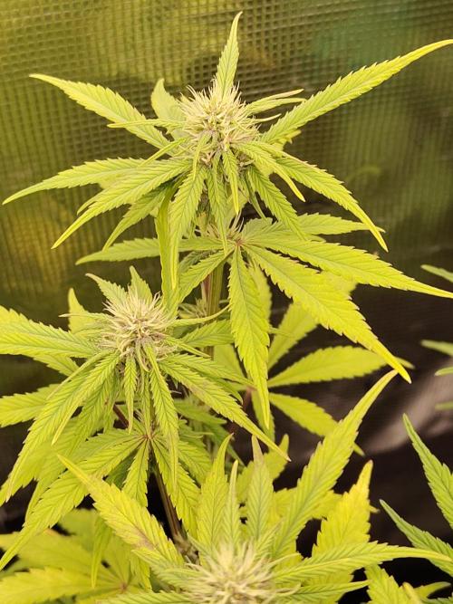 Fast Buds – LDS 25 Automatic. Week 10