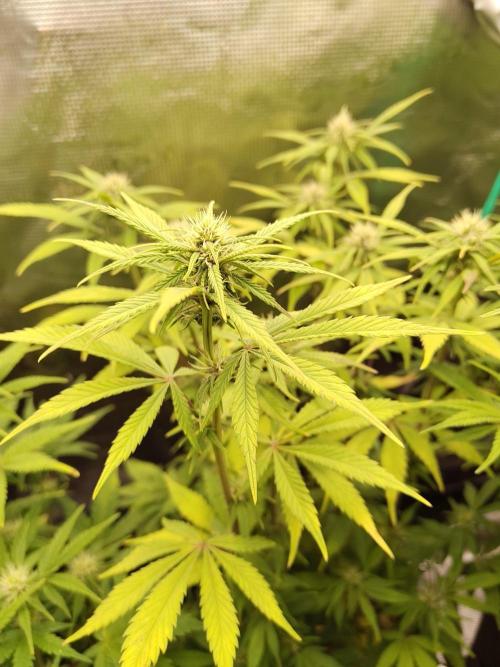 Fast Buds – LDS 25 Automatic. Week 10
