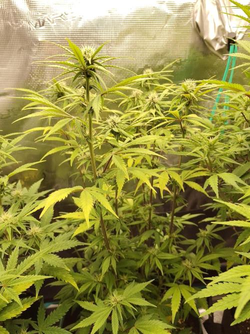 Fast Buds – LDS 25 Automatic. Week 10