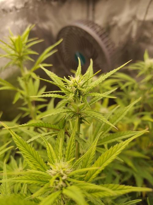 Fast Buds – Jack Herer. Week 9