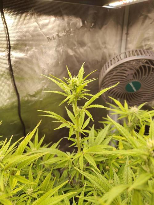 Fast Buds – Jack Herer. Week 9