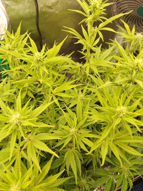 Fast Buds – Jack Herer. Week 9